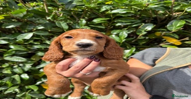 Cocker Spaniel dogs - Advert 14