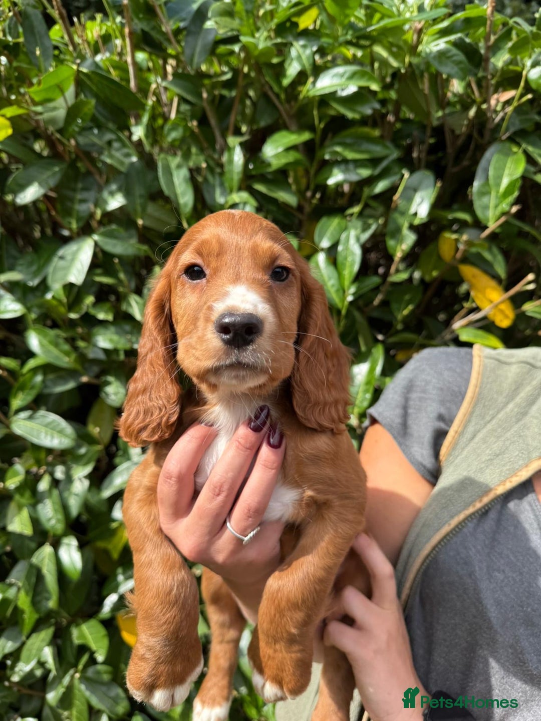 Cocker Spaniel dogs for sale: KC REG Cocker spaniel pups - Image 3