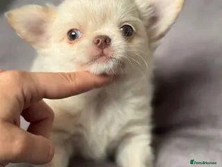 Chihuahua dogs Tiny Cream Longhair Chihuahua Boy - Advert 8