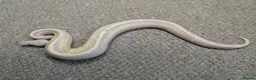 Python Snake reptiles for sale: 2026 Royal Python Hatchlings in Telford - Advert 1