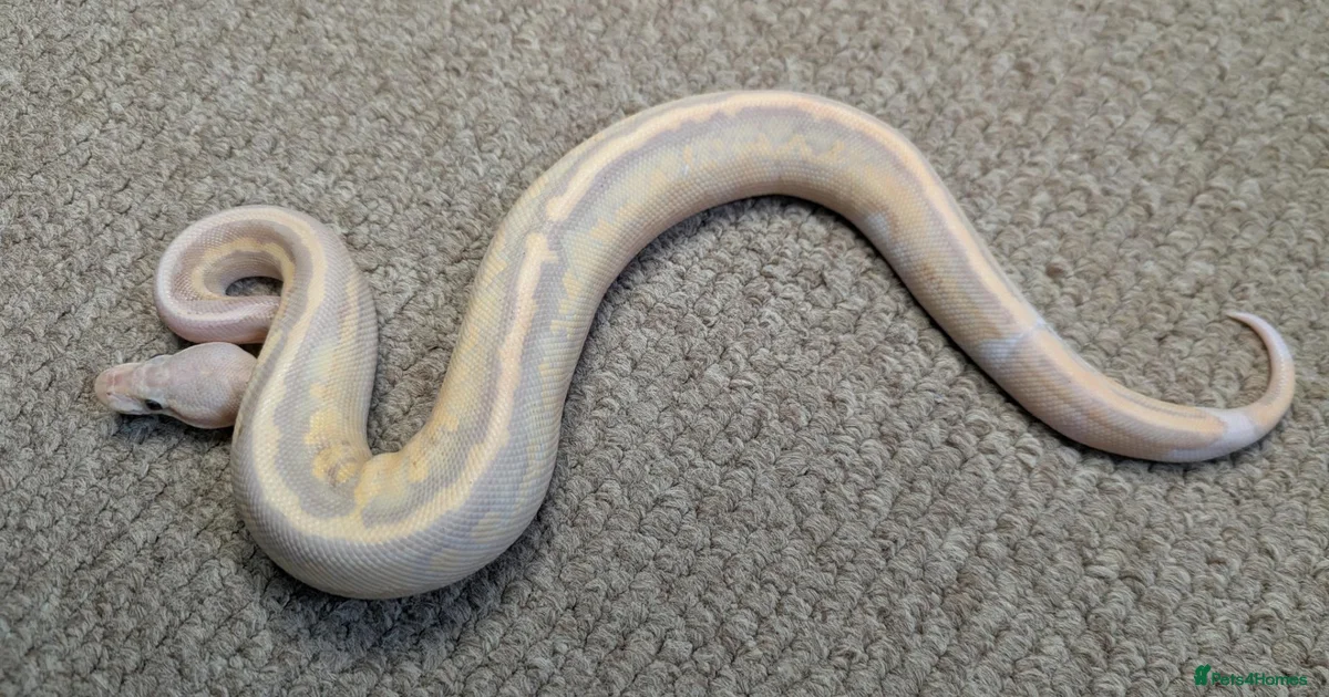 Black Python Snake Reptiles for sale | Pets4Homes