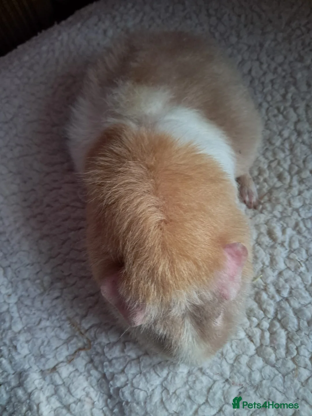 Guinea Pig rodents for sale: BEAUTIFUL PURE BABY BOY CALIFORNIANS AND TEDDIES. - Advert 10