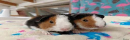 Guinea Pig rodents for sale: Baby Longhaired/Teddy Boars/Brothers RTR - Advert 5