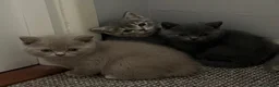 British Shorthair cats for sale: Beautiful British Shorthair kittens - Advert 18