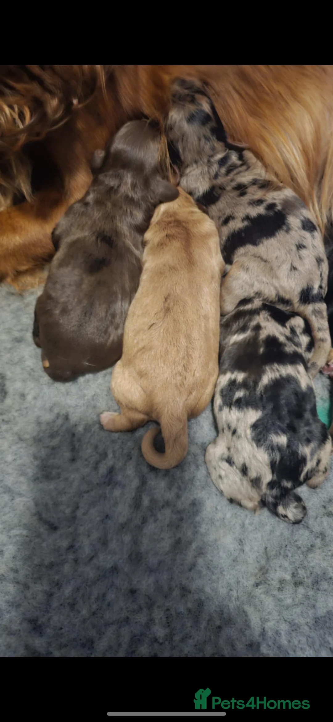 Miniature Poodle dogs for stud: Health Tested, Blue Merle Phantom Miniature Poodle in Middlesbrough - Advert 6