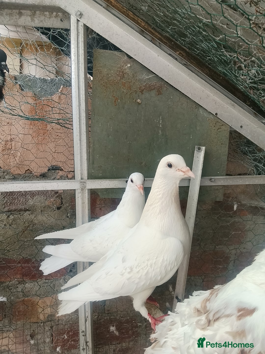 Pigeons birds for sale: Pigeon for sale - Image 13