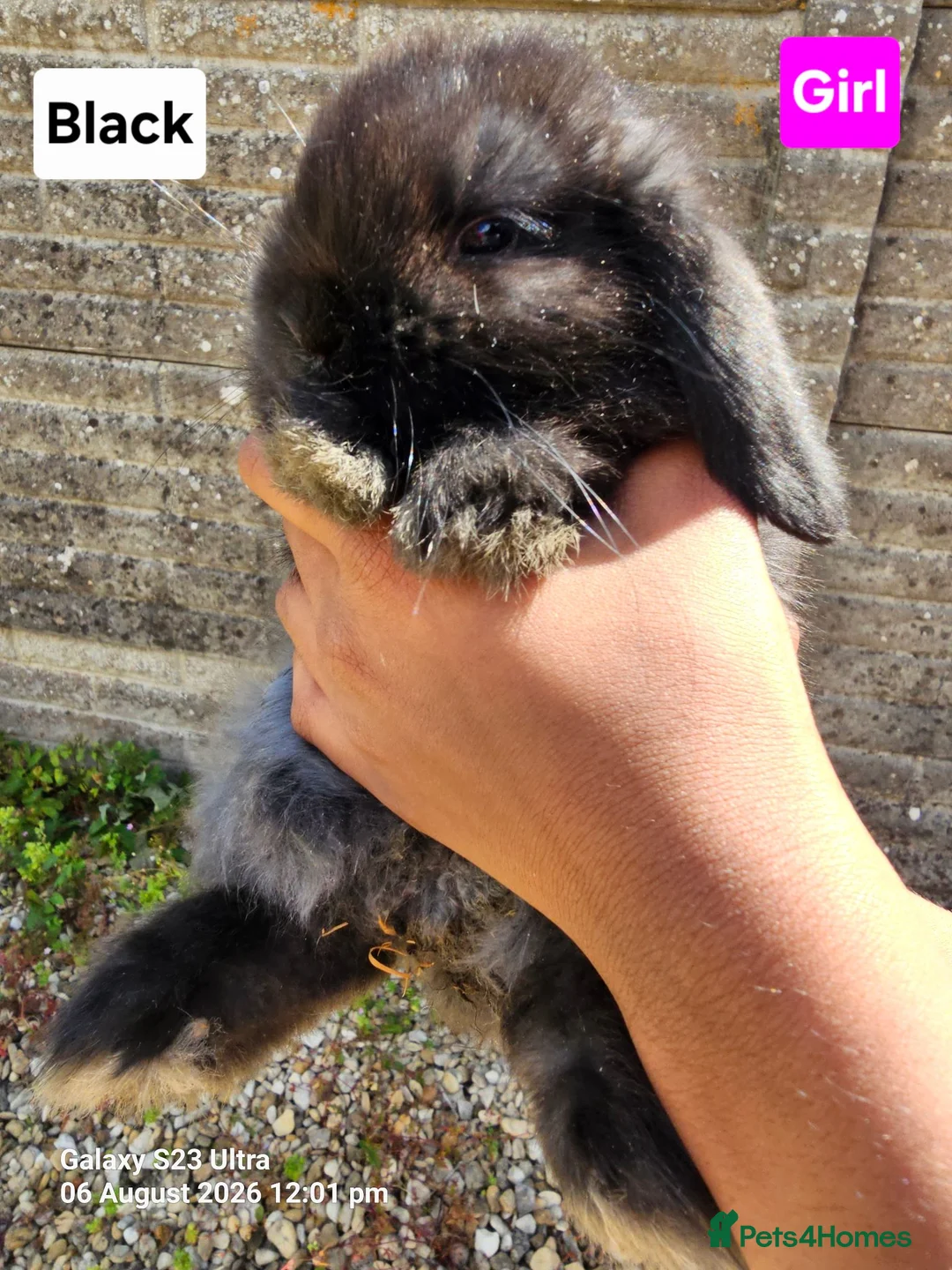 Mini Lop rabbits for sale: Pure breed Mini lop Rabbits for sale - Advert 4