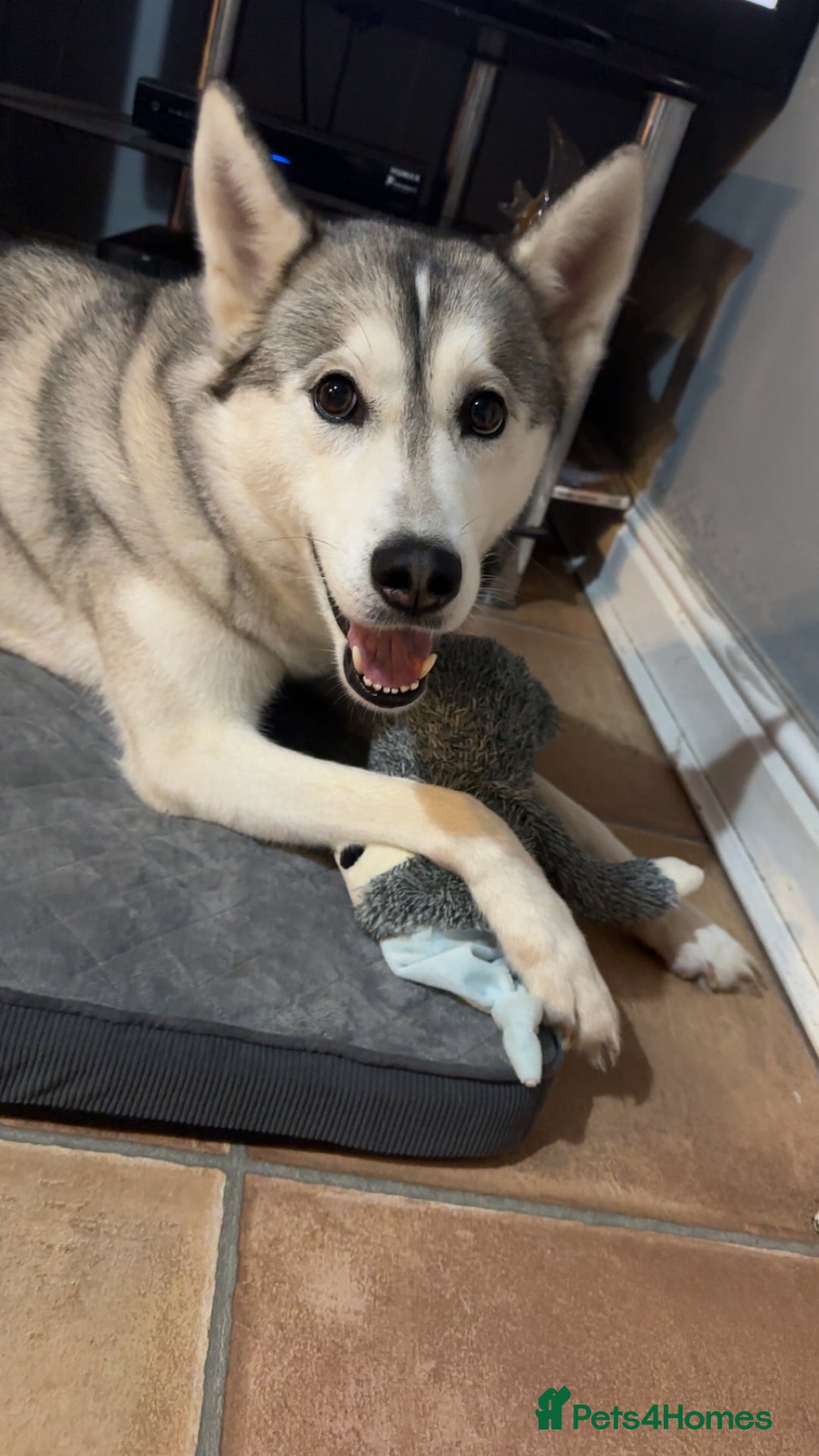 Siberian Husky dogs for sale: 3 year old Siberian husky* - Advert 5