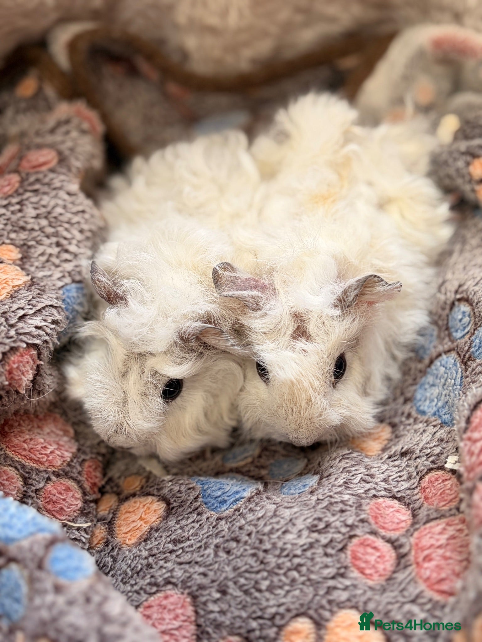 Guinea Pig rodents LOVELY BABY GUINEA PIGS - Advert 14