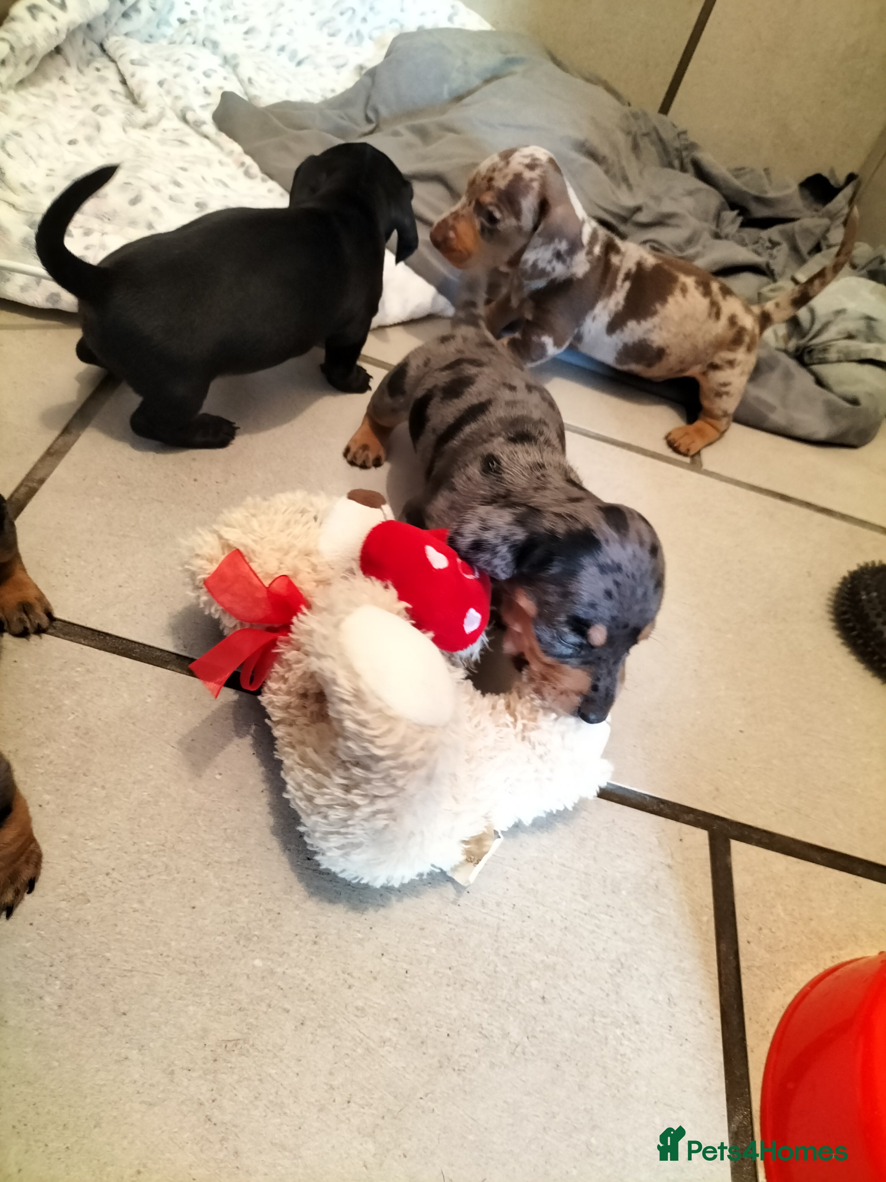 Miniature Dachshund dogs Beautiful miniature dachshunds 😊 - Advert 2