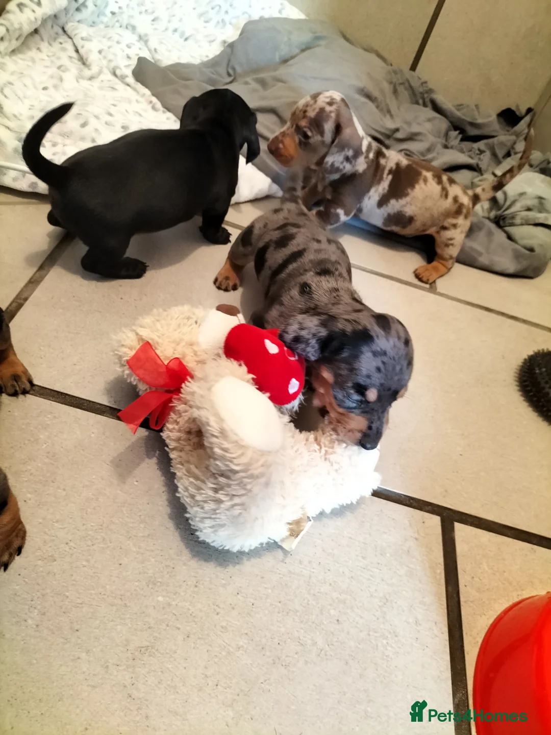Miniature Dachshund dogs for sale: Beautiful miniature dachshunds 😊 - Advert 1