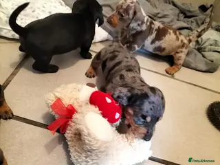 Miniature Dachshund dogs Beautiful miniature dachshunds 😊 - Advert 2