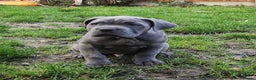 Cane Corso dogs for sale: Champion Blood Line Cane Corso Puppies - Advert 5