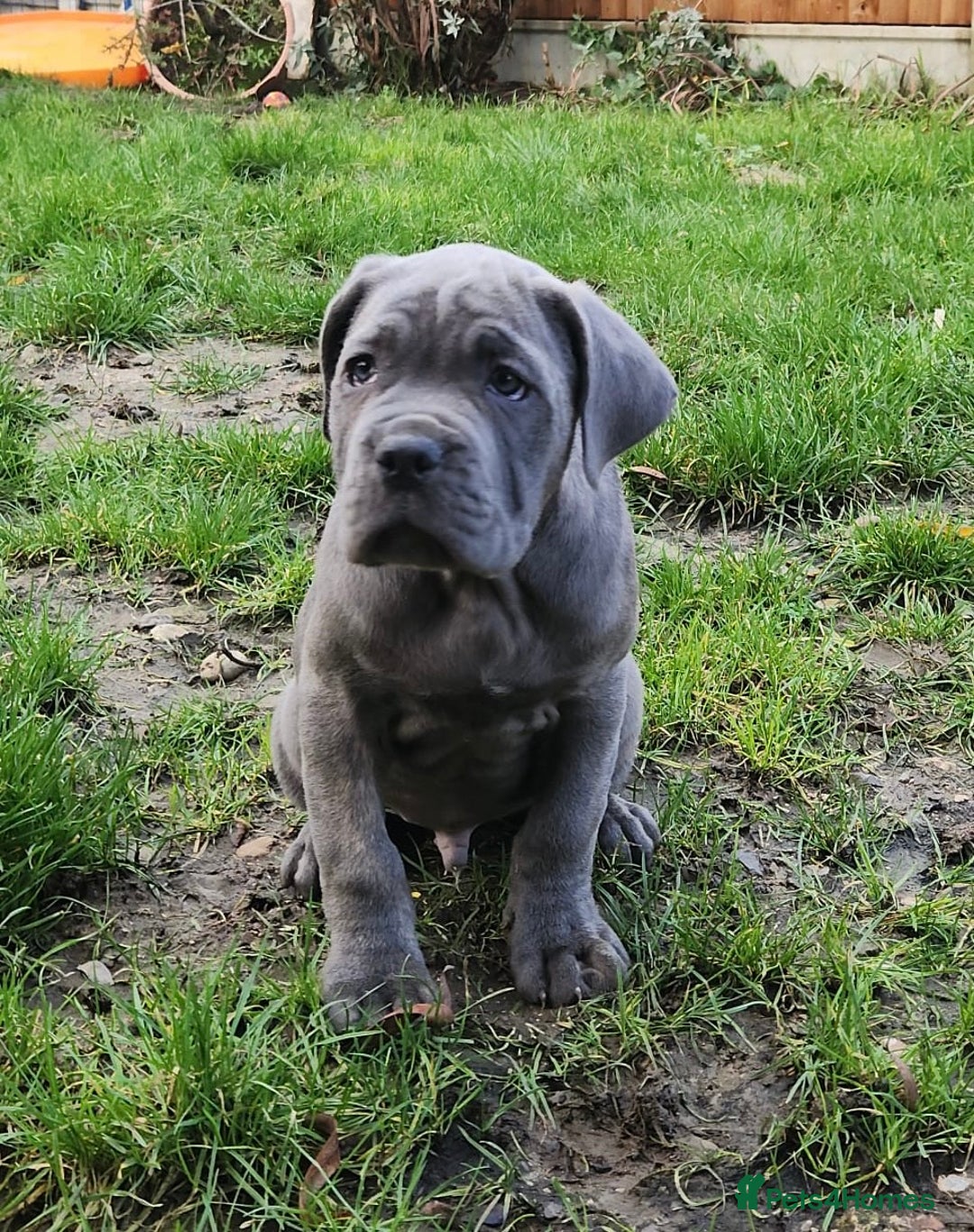 Cane Corso dogs for sale: Champion Blood Line Cane Corso Puppies - Advert 5