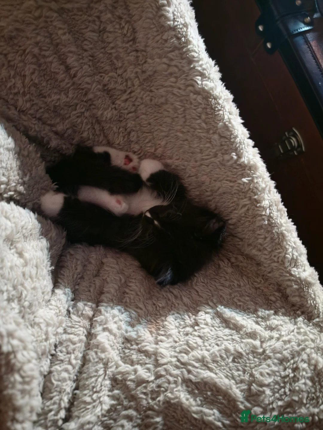 Mixed Breed cats for sale: Ragdoll X - Advert 4