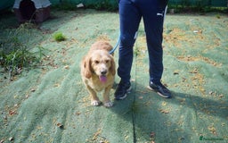Basset Fauve De Bretagne dogs for adoption: Howie  - Image 4