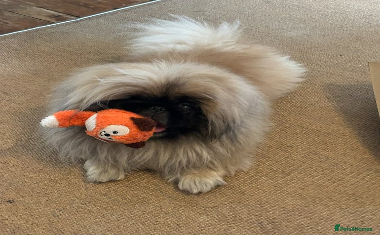 Pekingese dogs - Advert 1