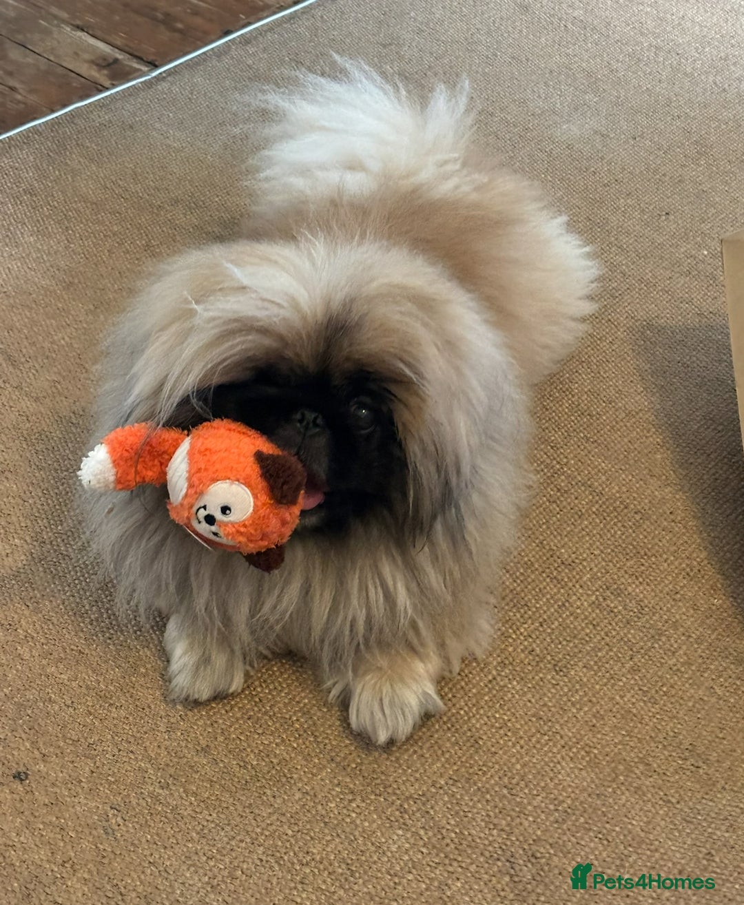 Pekingese dogs for sale: Loving playful pekingese boy Bowie  - Image 1