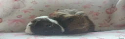 Guinea Pig rodents for sale: Beautiful pair of girl guinea pigs aka sow ready  - Advert 7