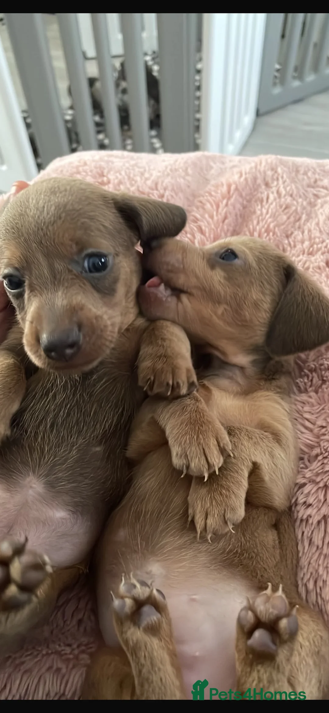 Miniature Dachshund dogs for sale: Miniature dachshunds  - Advert 2