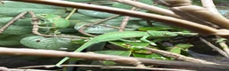 Chameleon reptiles for sale: CB Yemen / Veiled Chameleon Babies – Pied Mother - Advert 7