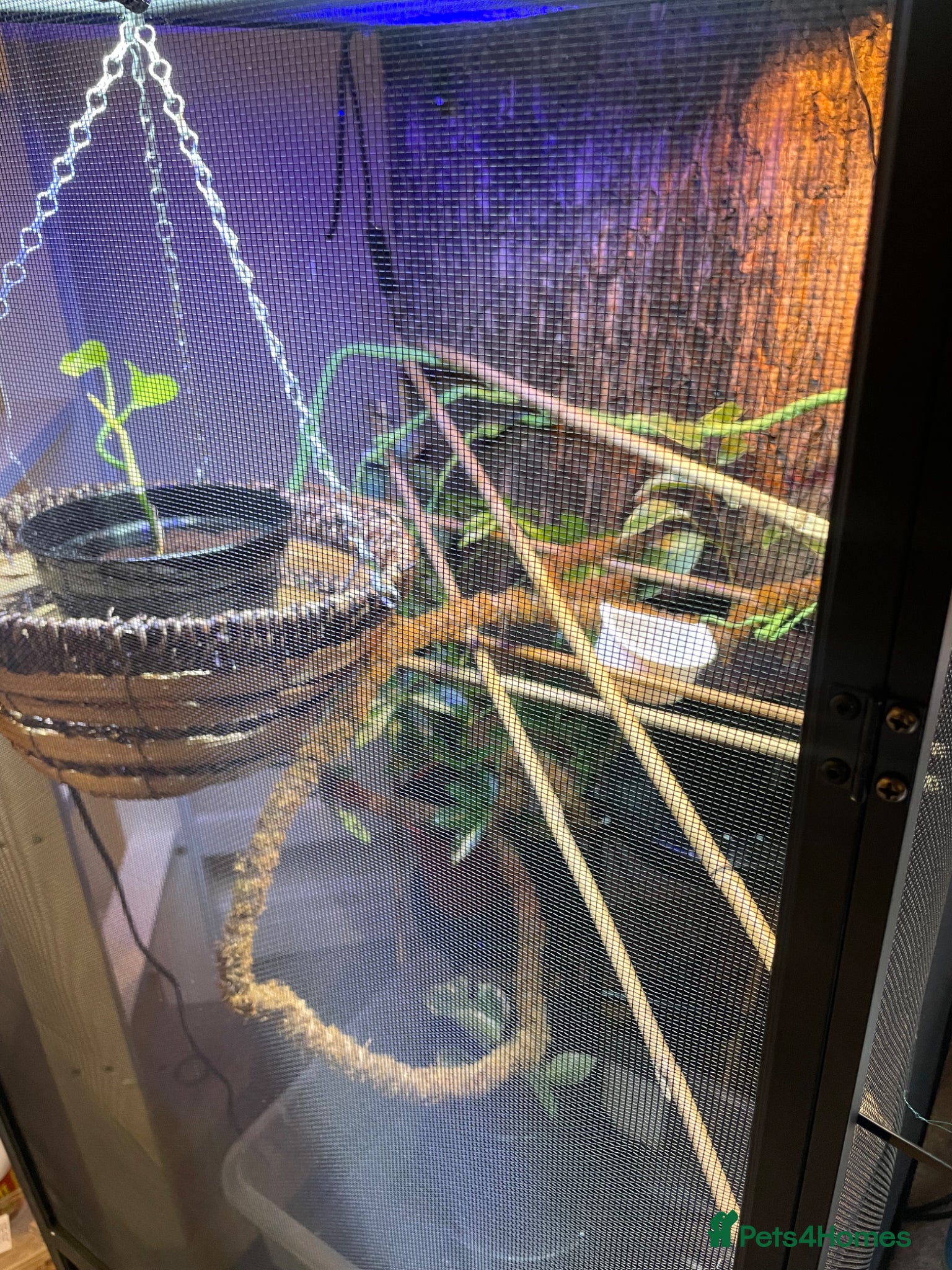 Chameleon reptiles for sale: Zoo Med. Reptibreeze Chameleon Enclosure (NO CHAM) - Advert 6