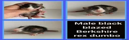 Rat rodents for sale: Adorable Baby Rats for Sale xx - Advert 36