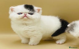 Exotic cats for sale: (Rare odd eye bicolours)🏆Exceptional. - Image 6