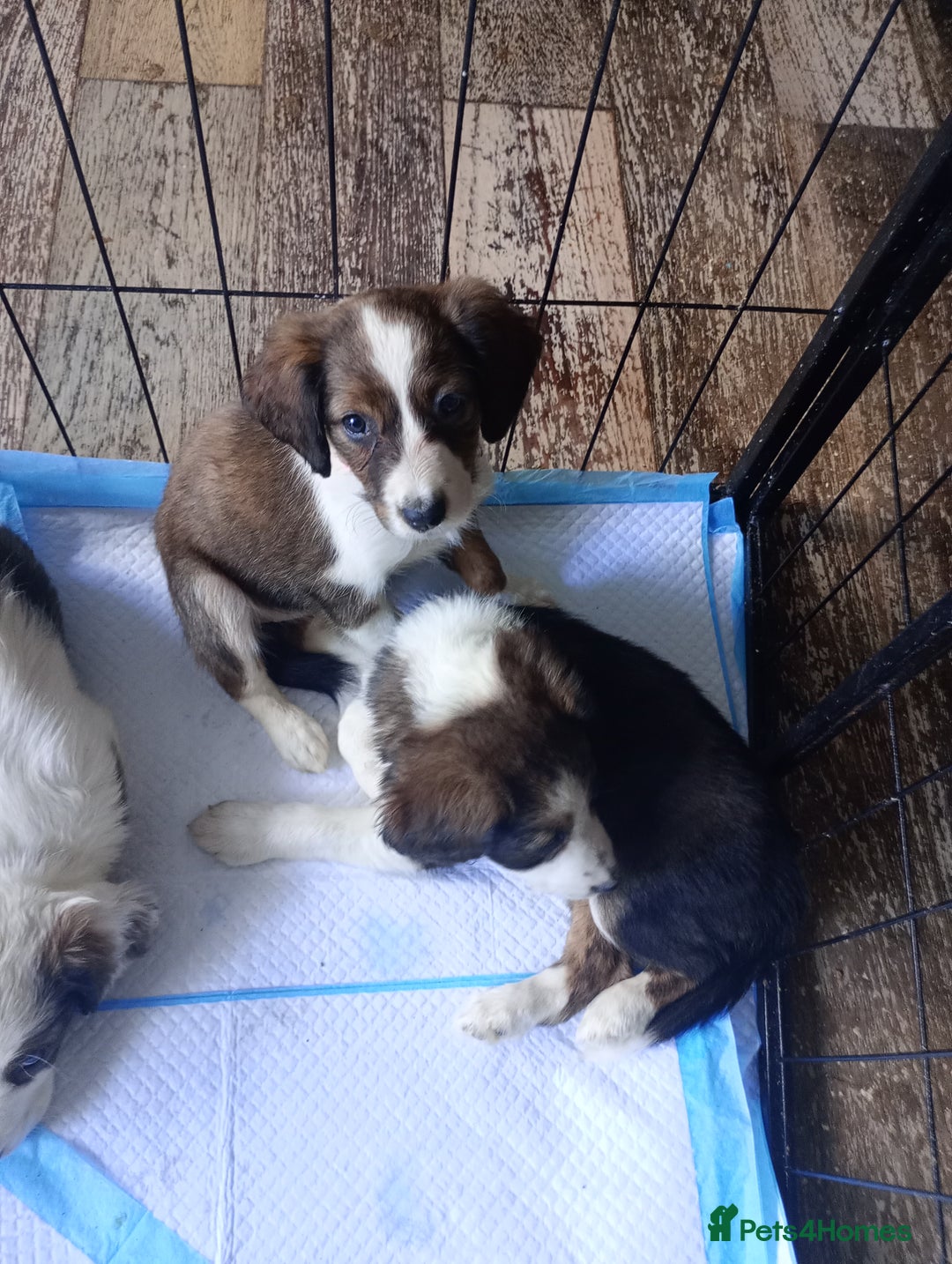 Mixed Breed dogs for sale: Beautiful Cocker X Collie Pups  - Image 34
