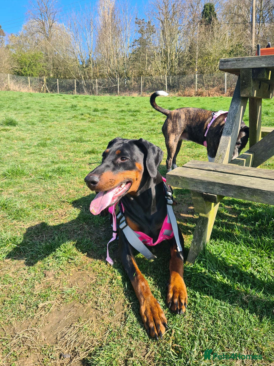 Dobermann dogs for sale: Rosie - Advert 1