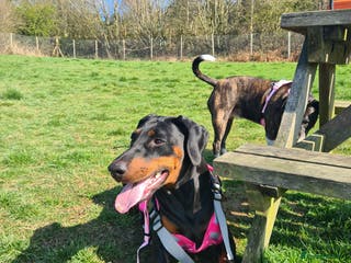 Dobermann dogs Rosie - Advert 1