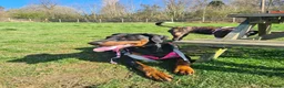 Dobermann dogs for sale: Rosie - Advert 1