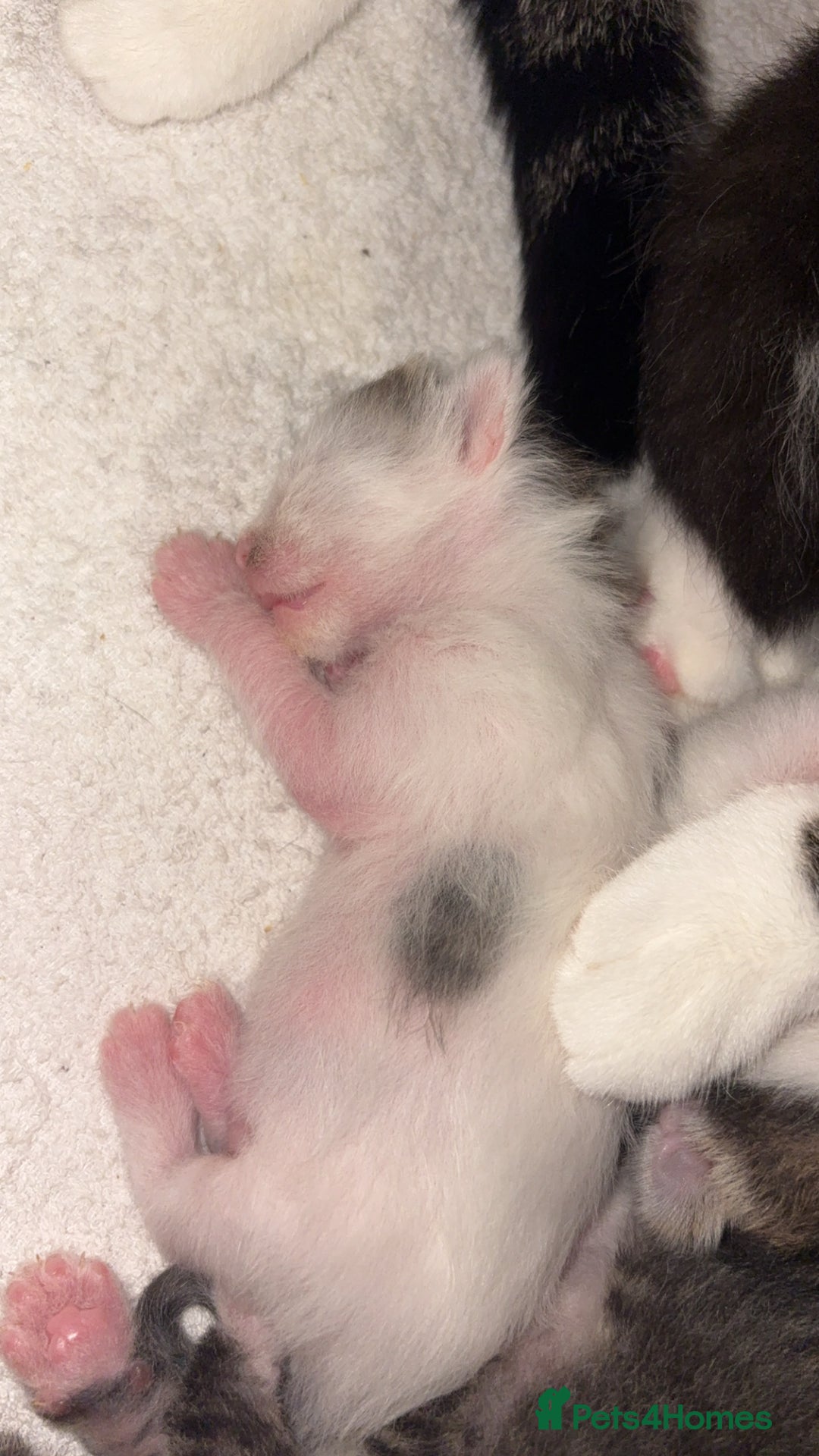 Mixed Breed cats for sale: Kittens for sale  - Image 4