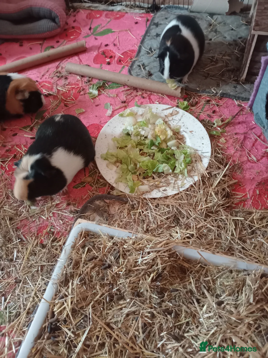 Guinea Pig rodents for sale: 3 female piggies to be rehomed in Pontypridd - Advert 2