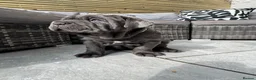 Neapolitan Mastiff dogs for sale: 2 puppies Neapolitan mastiff  - Advert 6