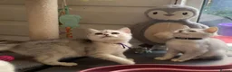 British Shorthair cats for sale: BSH Kittens 11 weeks old 3 lovely young ladies   - Advert 11