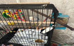 Lovebirds birds for sale: Young lovebird  - Image 5