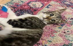 Domestic Shorthair cats for sale: Cats for Rehome/Sale - Image 5