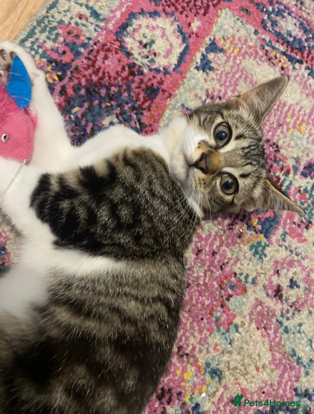 Domestic Shorthair cats for sale: Cats for Rehome/Sale - Image 5