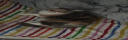 Exotic cats for sale: Anya (female) - Advert 2