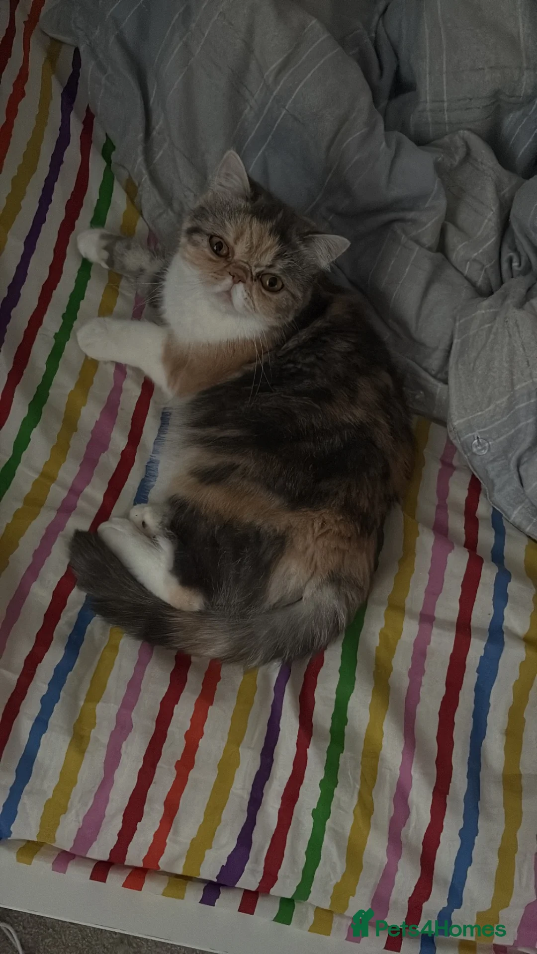 Exotic cats for sale: Anya (female) - Advert 2