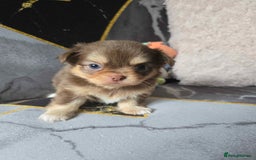 Chihuahua dogs for sale: 3 Adorable little princes chihuahua puppies - Image 24