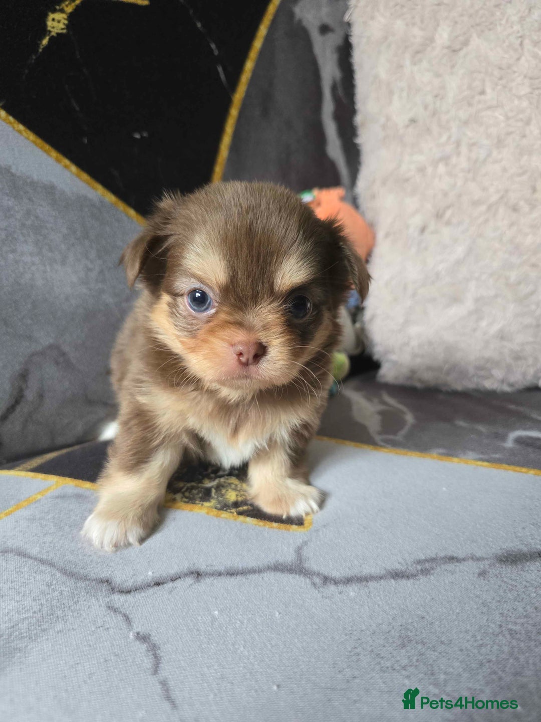 Chihuahua dogs for sale: 3 Adorable little princes chihuahua puppies - Image 24