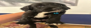 Sprocker 4