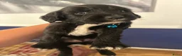 Sprocker dogs for sale: £995 EACH Beautiful cocker spaniel puppies  - Advert 20