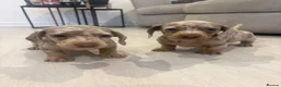 Dachshund dogs for sale: Dapple/lilac sausage dogs  - Advert 21