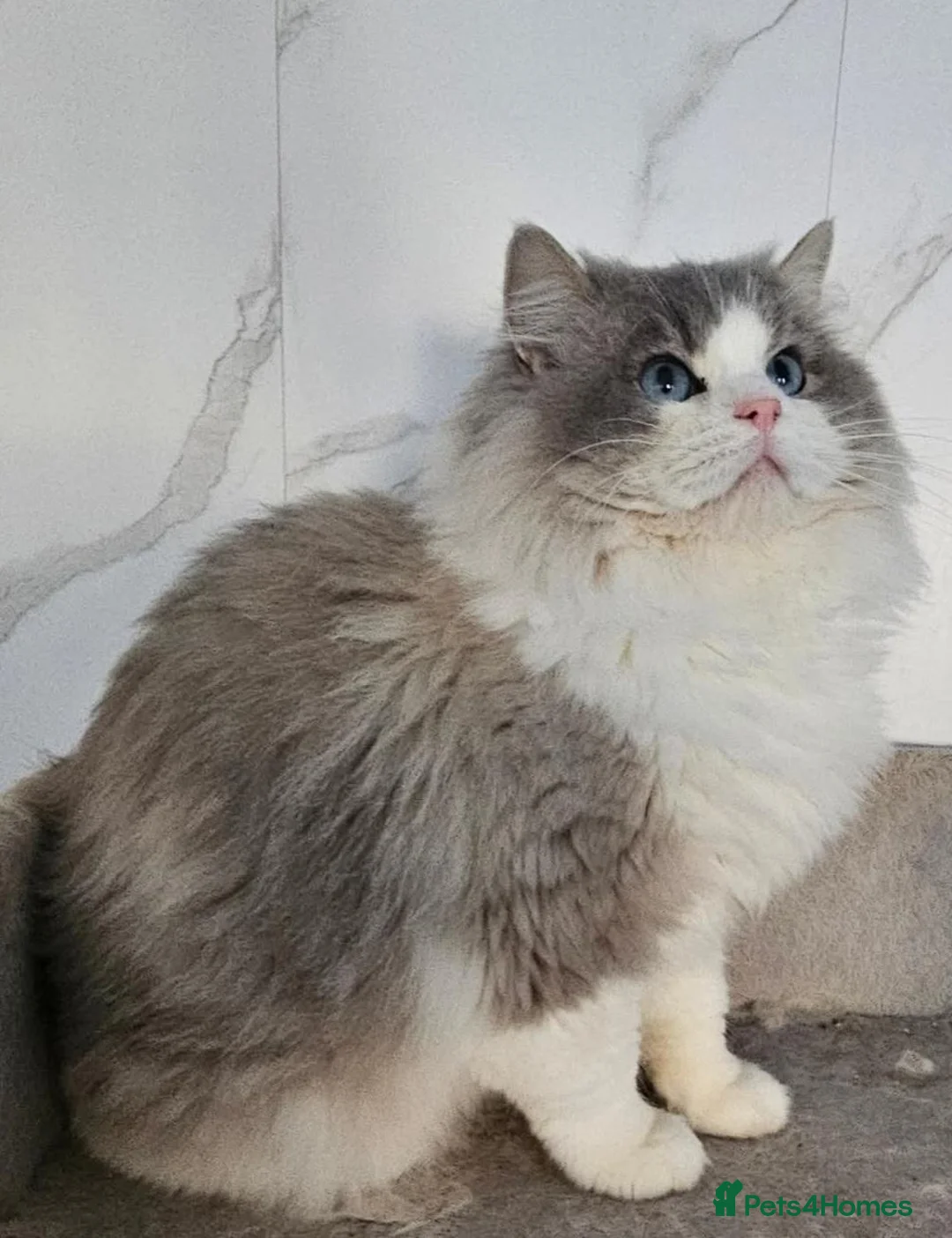 Ragdoll cats for stud: Stunning GCCF ACTIVE registered stud  - Advert 5