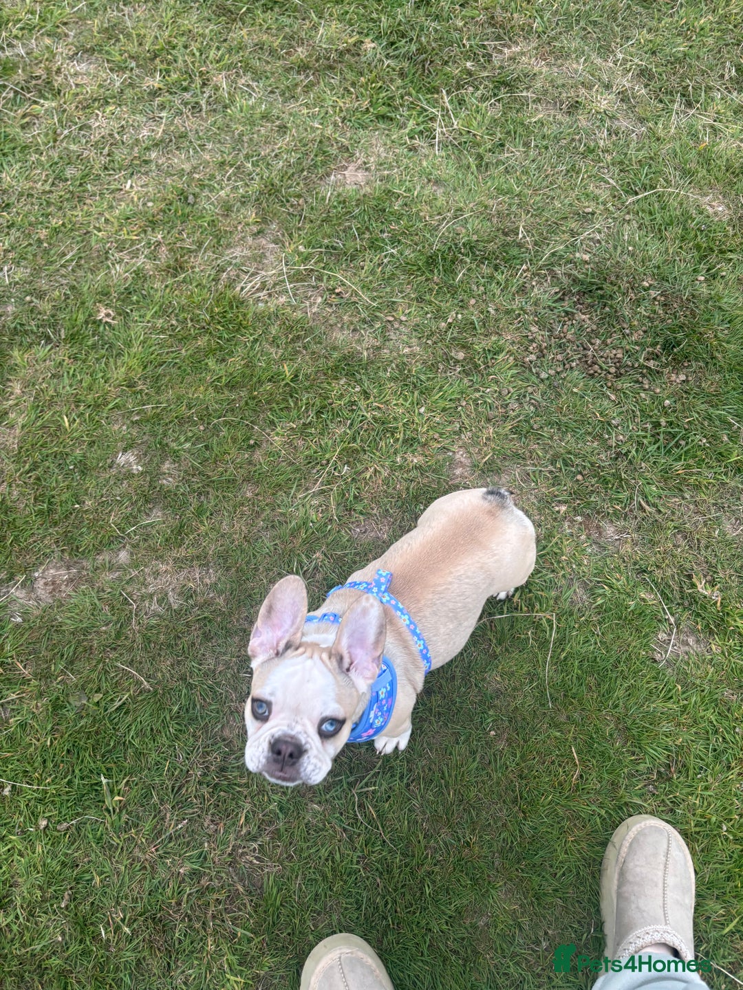 French Bulldog dogs for sale: Female Frenchie for rehoming  - Image 2
