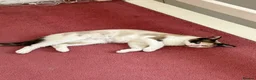 Ragdoll cats for sale: 3 year old ragdoll cross female  - Advert 3