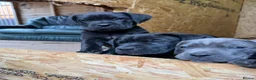 Cane Corso dogs for sale: Full breed cane corso puppies for sale - Advert 3